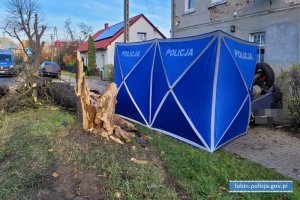 miejsce wypadku drogowego. Namiot policyjny, za którym znajduje się auto biorące udział w zdarzeniu. W tle policyjny radiowóz i uszkodzone drzewo