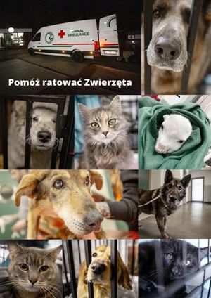 Zwierzęta ratowane z Ukrainy