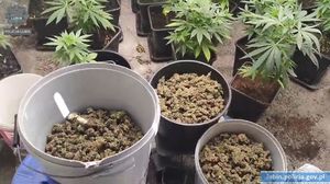 Zabezpieczona przez policjantów marihuana