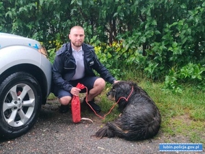 Ścinawscy policjanci uratowali psa, który podczas burzy mógł zginąć pod kołami aut