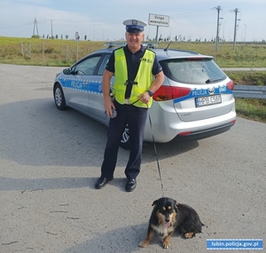 Policjanci ruchu drogowego uratowali porzuconego psa, który biegał po drodze ekspresowej