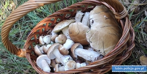 Wybierasz się do lasu na grzyby – koniecznie zabierz ze sobą naładowany telefon