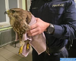 Myszołów w rękach policjanta