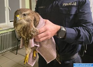 Myszołów w rękach policjanta