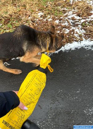 Uratowany przez policjantów pies
