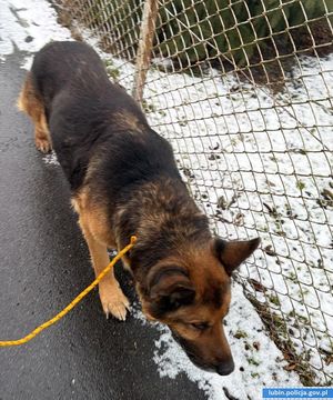 Pies, którego uratowali policjanci