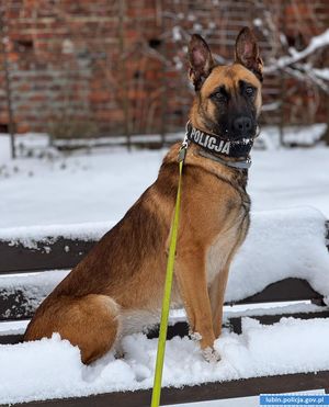 Zima, to też trudny czas dla zwierząt. Nie przechodź wokół nich obojętnie.