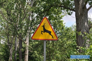 Uważajmy na zwierzęta na drodze