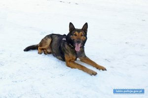 Pies służbowy Jukon z Komendy Powiatowej Policji w Kamiennej Górze